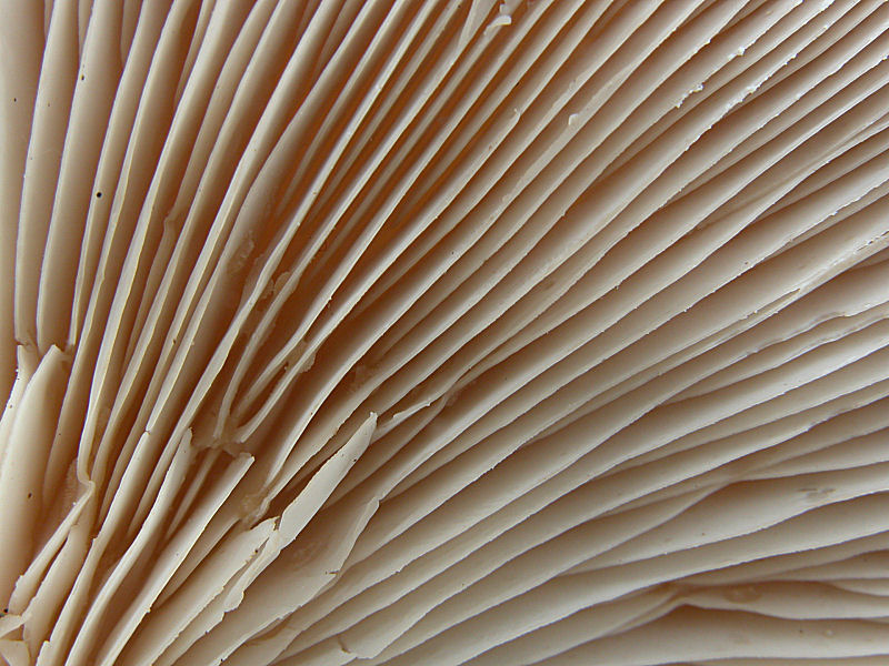 Pleurotus eryngii var.ferulae